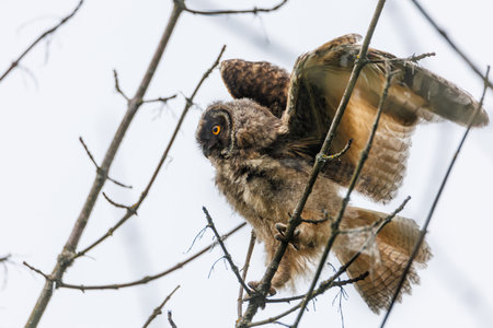 Juvenile Owl Spreads Its Wings While Perched On A Branch In A Natural Settingの写真素材