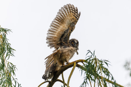 Juvenile Owl Spreads Its Wings While Perched On A Branch In A Natural Settingの写真素材
