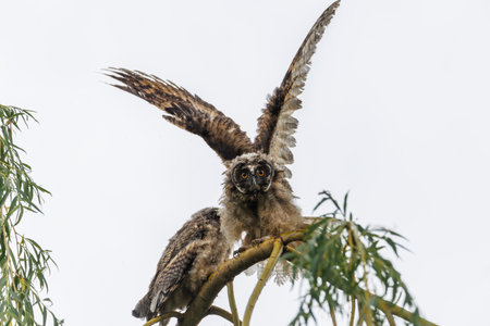 Two Juvenile owls stretch their wings on a branch during flight practice at dawn outdoorsの写真素材
