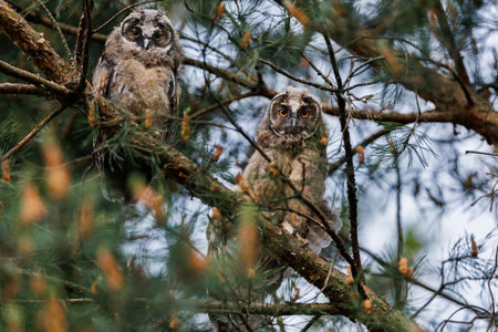 Two Owlets Calling in Pine Tree Branches Within Forest Wildlife and Nature Sceneの写真素材