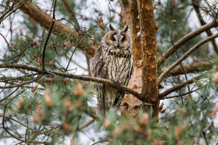 Owl Perched in Pine Tree Forest Scene, Wildlife Portrait in Natural Habitatの写真素材