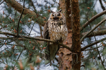 Owl Perched in Pine Tree Forest Scene, Wildlife Portrait in Natural Habitatの写真素材