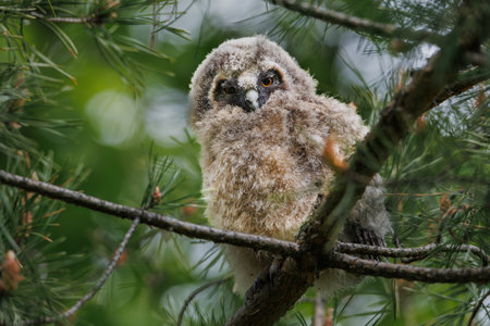 a chick of an owl sits on a branchの写真素材