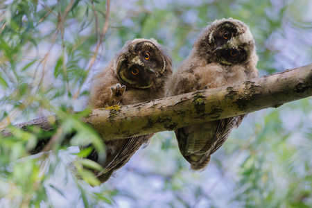 Two curious baby owls sat on a mossy tree branch, huddling together in a protective embrace.の写真素材