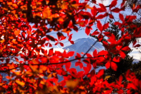 Vibrant autumn leaves frame a distant snowy mountain peak against a crisp blue sky. This scenic outdoor composition captures seasonal color, calm, and travel appeal, ideal for nature, adventure, and landscape themed stock projects.の写真素材
