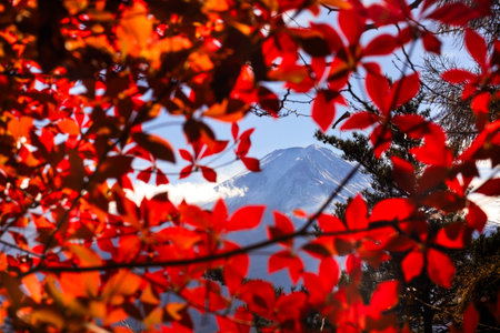 Vibrant autumn leaves frame a distant snowy mountain peak against a crisp blue sky. This scenic outdoor composition captures seasonal color, calm, and travel appeal, ideal for nature, adventure, and landscape themed projects.の写真素材