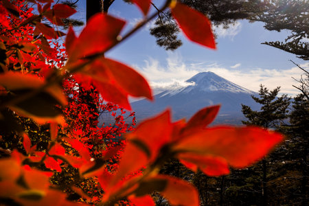 Vivid red leaves enclose a distant view of Mount Fuji, framed by evergreen trees under a blue sky, capturing autumn color, serenity, and natural beauty in a tranquil forest scene.の写真素材