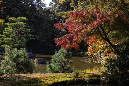 Vibrant autumn foliage surrounds a serene pond. Sunlight filters through the trees, creating a peaceful scene perfect for nature and travel imagery.の写真素材