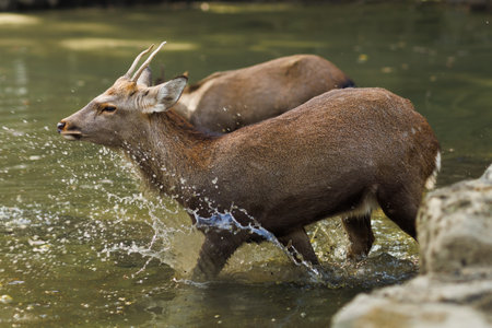 A deftly lit deer stands in a shallow, green-hued pond near a forest edge. Ears perk, antlers rise, conveying calm wildlife presence and natural habitat beauty.の写真素材