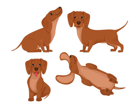 Set dachshund dog, cheerful friend, pet, lie down, run and have fun. Vector in cartoonのイラスト素材