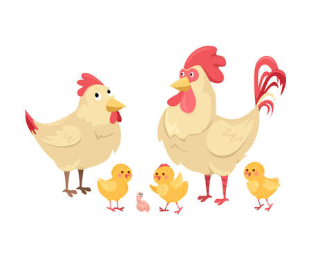 Hen and rooster with chickens on a white background. Cute chicken family with chickens in cartoon style on an isolated background.のイラスト素材