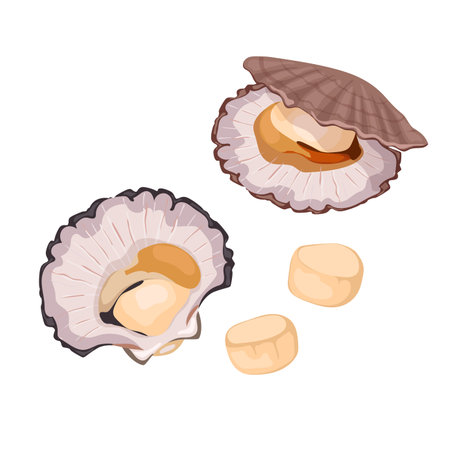 Set of scallop shells, fresh seafood.のイラスト素材