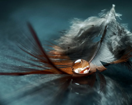Macro shot of a feather with a drop of water on itの写真素材