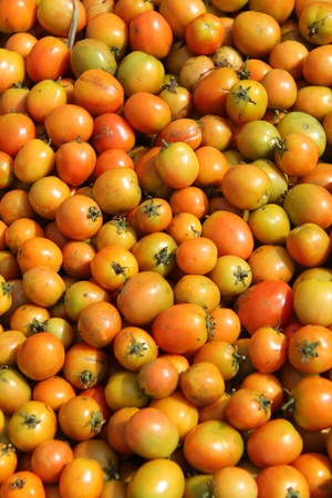 photos of tomatoes, in fields, isolatedの写真素材