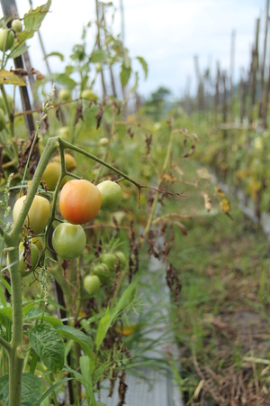 photos of tomatoes, in fields, isolatedの写真素材