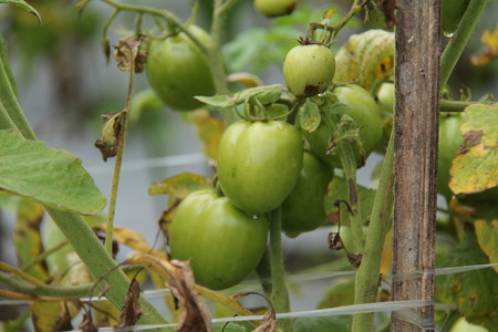 photos of tomatoes, in fields, isolatedの写真素材