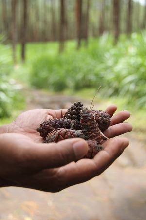 holding pine coneの写真素材