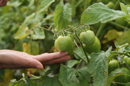 holding a tomatoの写真素材