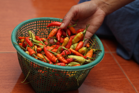 holding chili plantsの写真素材