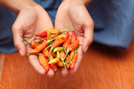 holding chili plantsの写真素材