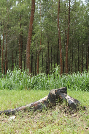 scenery in the pine forestの写真素材