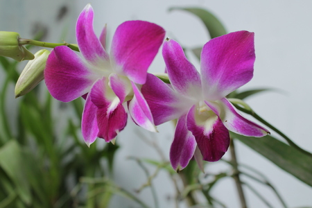 the flower is called orchid (Phalaenopsis amabilis)の写真素材