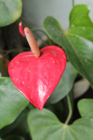the plant is called anthuriumの写真素材