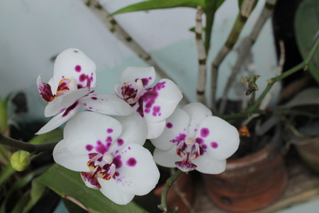 the flower is called orchid (Phalaenopsis amabilis)の写真素材