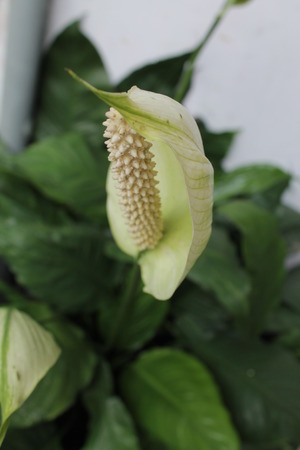 the plant is called anthuriumの写真素材