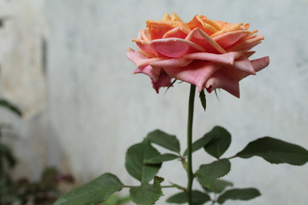 roseの写真素材