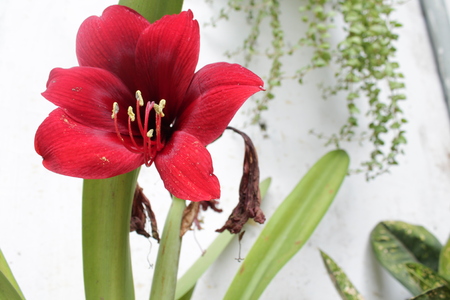 hibiscus flowerの写真素材