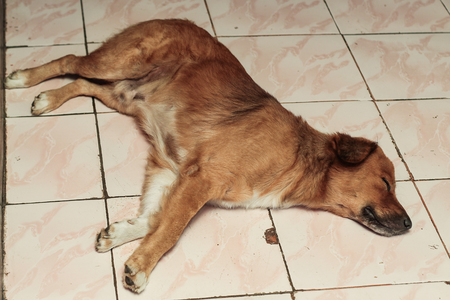 dog on the floorの写真素材