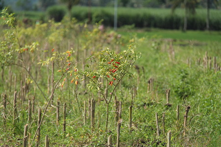 chili plantsの写真素材