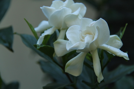gardenia flowerの写真素材