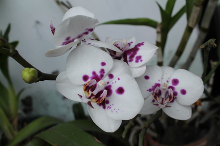 the flower is called orchid (Phalaenopsis amabilis)の写真素材