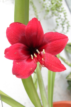 hibiscus flowerの写真素材