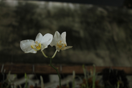 the flower is called orchid (Phalaenopsis amabilis)の写真素材