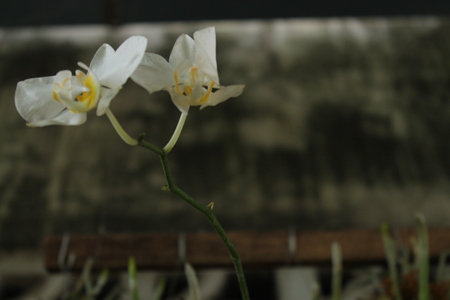 the flower is called orchid (Phalaenopsis amabilis)の写真素材