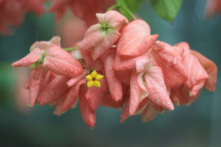 Mussaenda is a genus of flowering plants in the Rubiaceae familyの写真素材