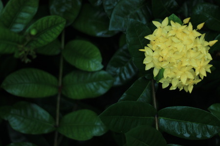 Asoka flowerの写真素材