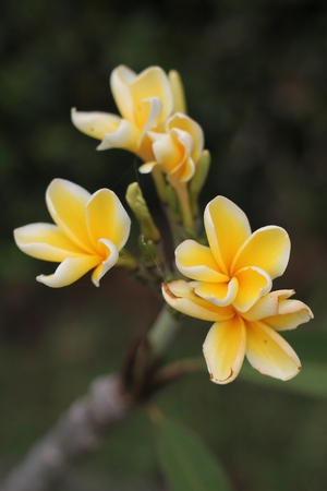 yellow frangipani flowersの写真素材