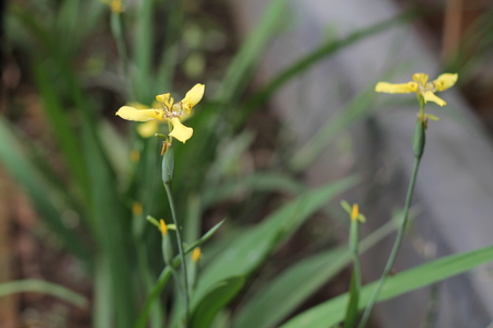 yellow frangipani flowersの写真素材