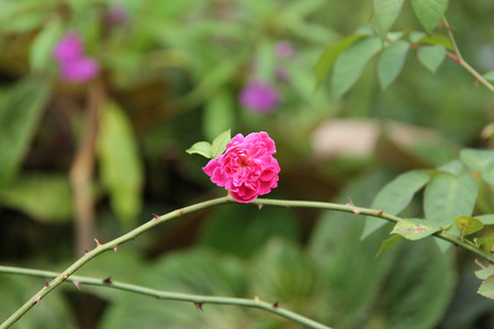 roseの写真素材