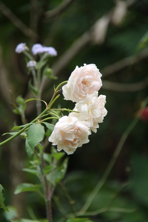 roseの写真素材
