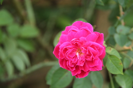 roseの写真素材