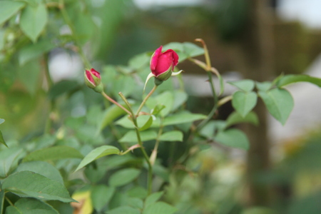 roseの写真素材