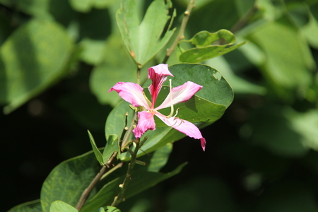 wild purple flowersの写真素材