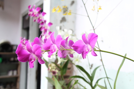 the flower is called orchid (Phalaenopsis amabilis)の写真素材