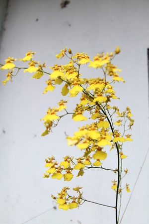 the flower is called orchid (Phalaenopsis amabilis)の写真素材