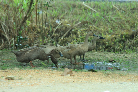 duck in the yardの写真素材